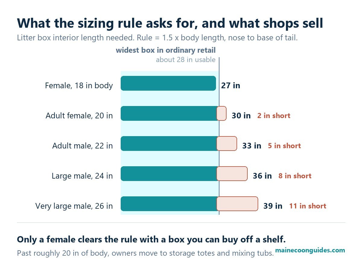 Chart comparing the litter box length the 1.5x sizing rule requires for a Maine Coon against the widest box sold in retail