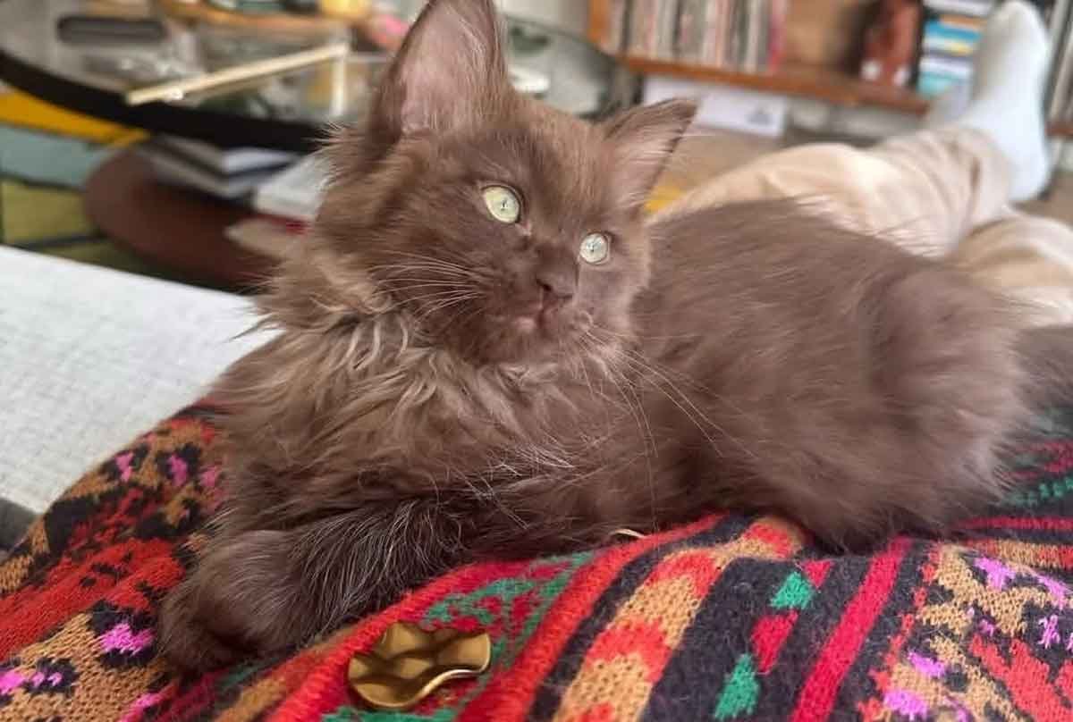 Cinnamon Ragdoll Cats