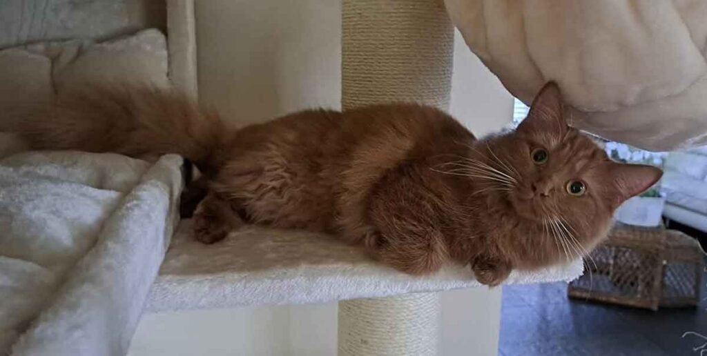 Cinnamon Ragdoll Cats