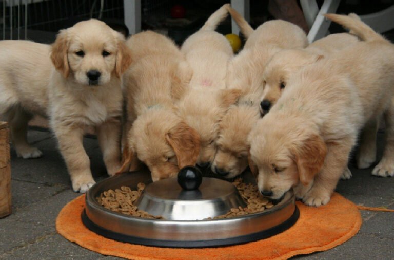 Nutritious Foods to Include in Your Dog's Diet
