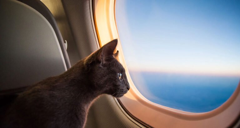 Planning a major trip when your cat hates change