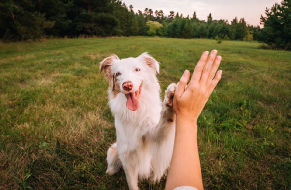 What Should I Do If I Hit a Dog With My Car and Cannot Find Its Owner