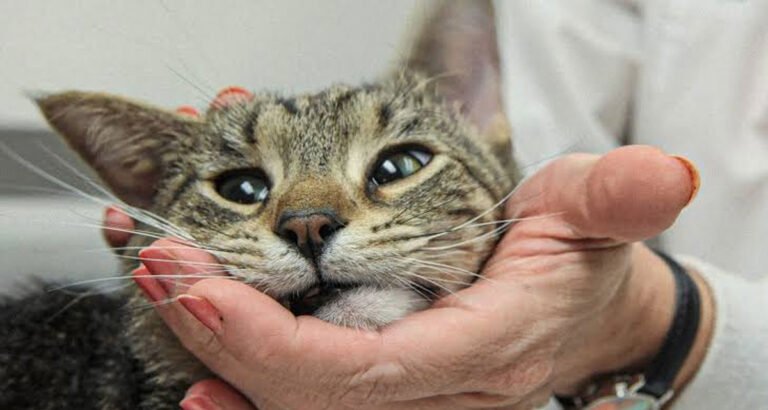 Where Dog and Cat Sitting Companies Lose Money Without Realizing It